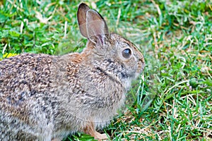 Rabbit in grass