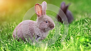 Rabbit in the grass