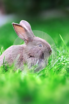 Rabbit in the grass