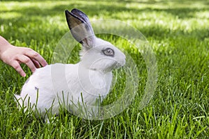 Rabbit on grass