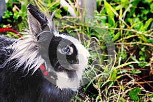 Rabbit on the grass. Bunny.