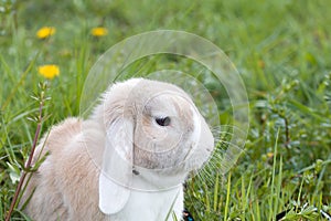 Rabbit Grass dandelion anima photo