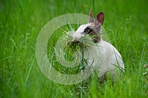 Rabbit with grass in its mouth