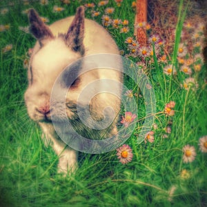 Rabbit in grass / lapin dans herbe photo
