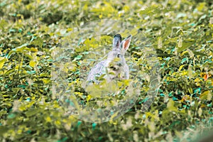 rabbit in the grass Run and play as you please in the grass.