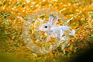 rabbit in the grass Run and play as you please in the grass.