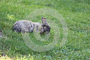 Rabbit on grass photo