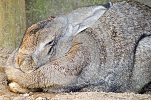 Rabbit gray in full nap