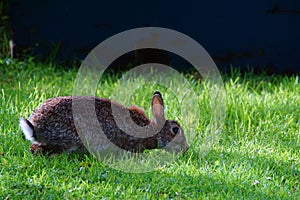 Rabbit grazing with ears pricked up