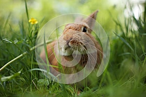 Rabbit in green grass