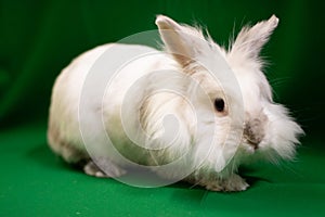 A rabbit on a green surface