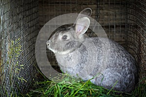 Rabbit of grey color