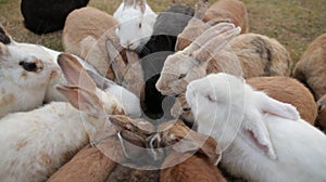 Rabbit group eating top shot