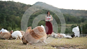 Rabbit group eating, woman gift them a foods