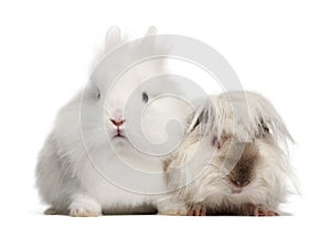 Rabbit and guinea pig portrait