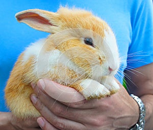 Rabbit in the hand 2