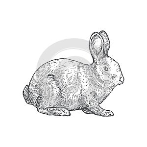 Rabbit Hand Drawn Vector Illustration. Abstract Domestic Animal Sketch. Engraving Style Drawing.