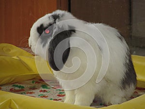 Rabbit with hanging ears