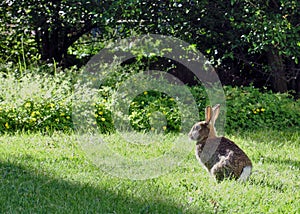 Rabbit or hare in the evening sun