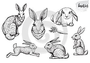 Rabbit and hare hand drawn vector illustrations.