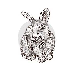 Rabbit hare sitting, hand drawn gravure style, vector sketch illustration