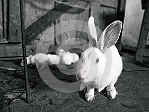 A Rabbit that has been alienated himself from his group to be gotten something to eat.