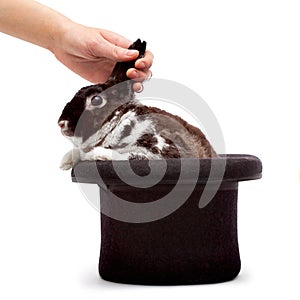 Rabbit in a hat