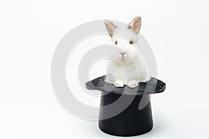 Rabbit in a hat