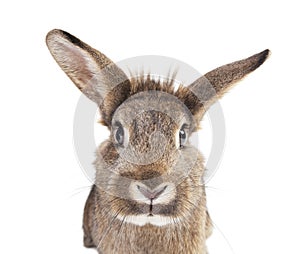 Rabbit head ears isolated