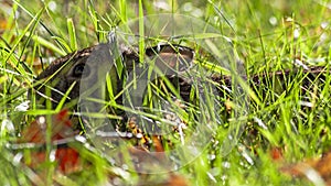 Rabbit hiding in tall grass