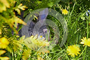a rabbit hiding under a tree,a rabbit sits under a tree in green grass