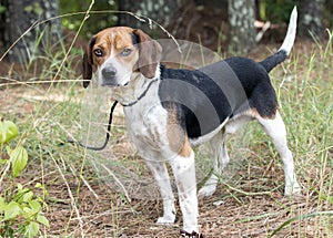 Rabbit hunting Beagle hound dog with floppy ears