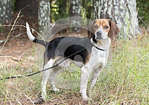 Rabbit hunting Beagle hound dog with floppy ears