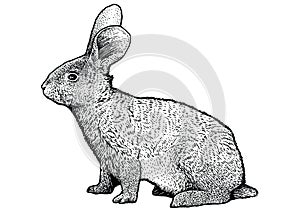 Rabbit illustration, drawing, engraving, line art, realistic