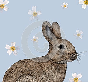 Rabbit illustration drawn in pen with digital color photo