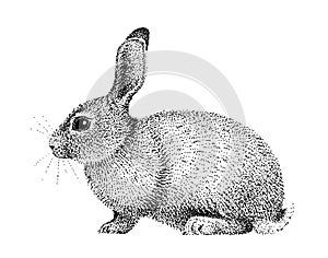 Rabbit illustration old lithography style hand drawn