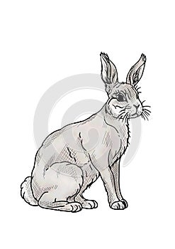 rabbit isolated on background