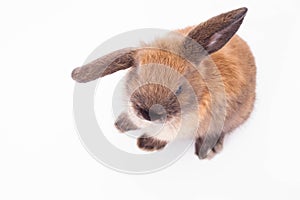 Rabbit isolated on the white.