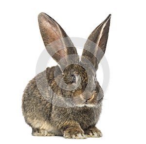 Rabbit, isolated on white