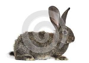 Rabbit, isolated on white