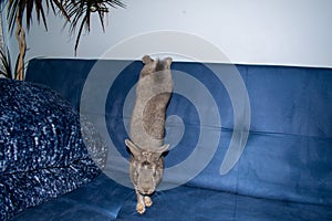 Rabbit jump from blue sofa photo