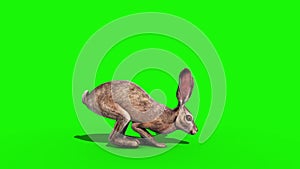 Rabbit Jumpcycle Fast Side Green Screen 3D Rendering Animation