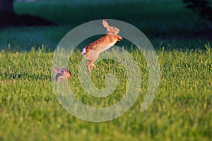 Rabbit jumping on the grass and another one sitting down