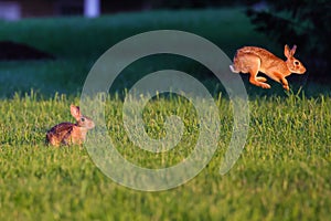 Rabbit jumping on the grass and another one sitting down