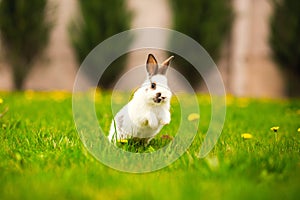 Rabbit jumping on the green grass Easter bunny