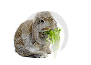 Rabbit and lettuce