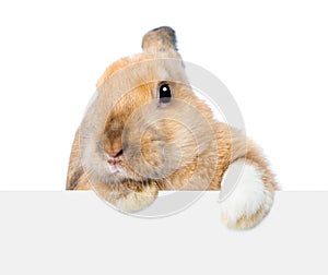 Rabbit looking over a signboard. Isolated on white background