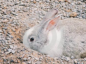 Rabbit