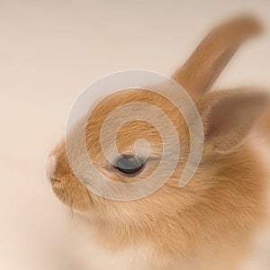 Rabbit looking straight ahead