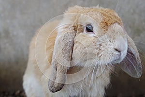 Rabbit looking and thinking, selective focus